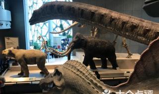 上海自然博物馆新馆 上海自然博物馆新馆